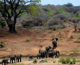 majestic elephant herd